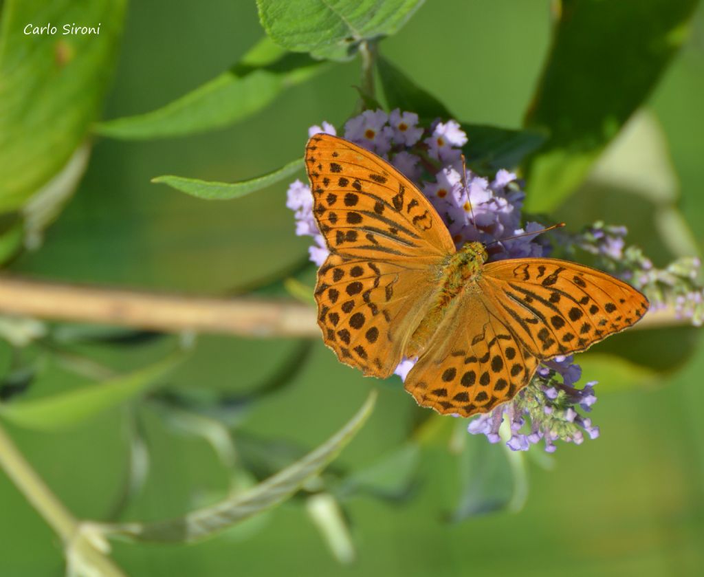 Farfalla - Argynnis (Argynnis) paphia